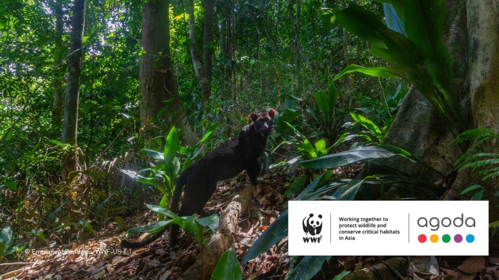 Agoda to donate USD$1 to WWF for bookings in extended partnership