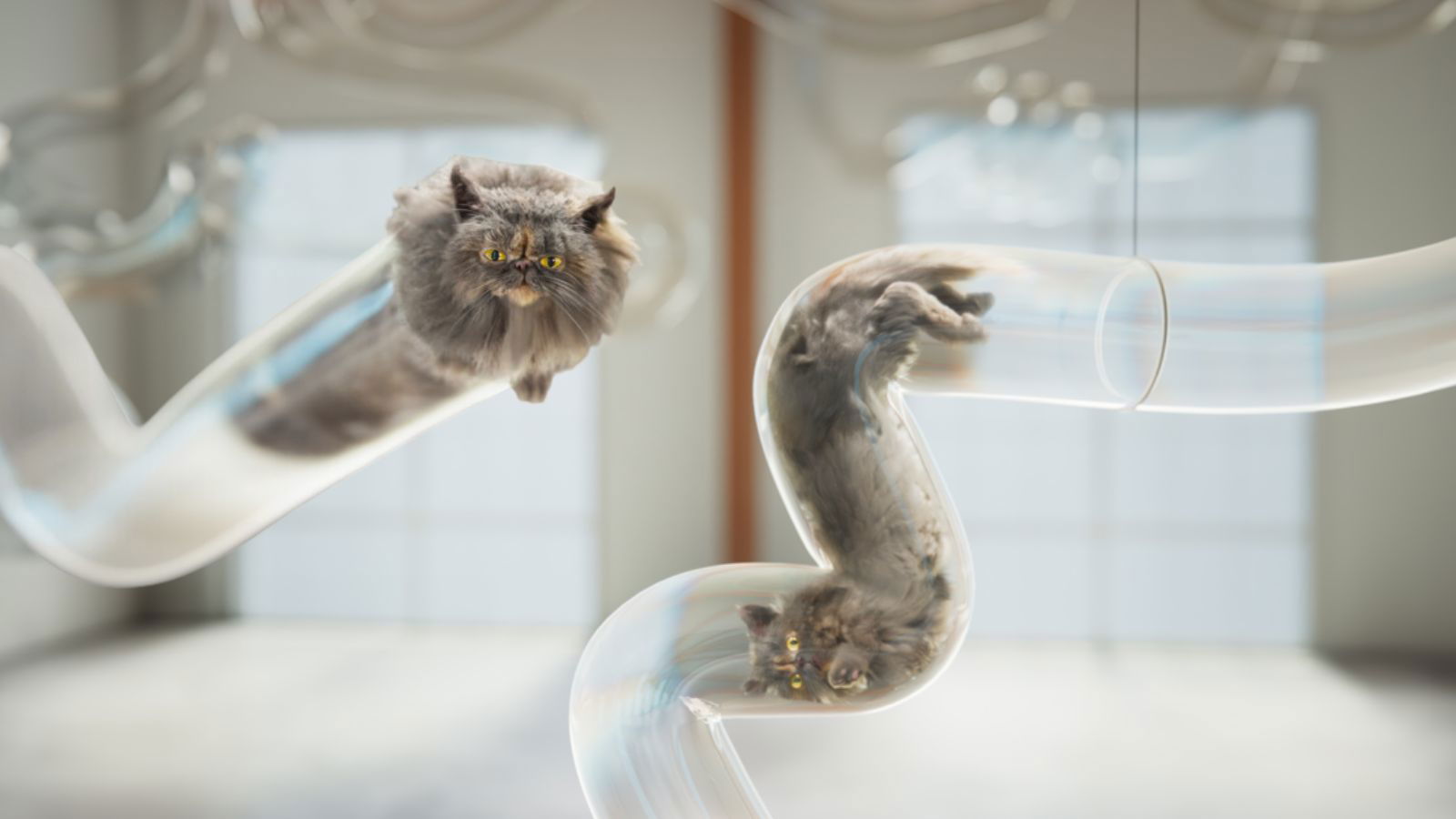 Income Insurance plays on the flexibility of cats to highlight new products  