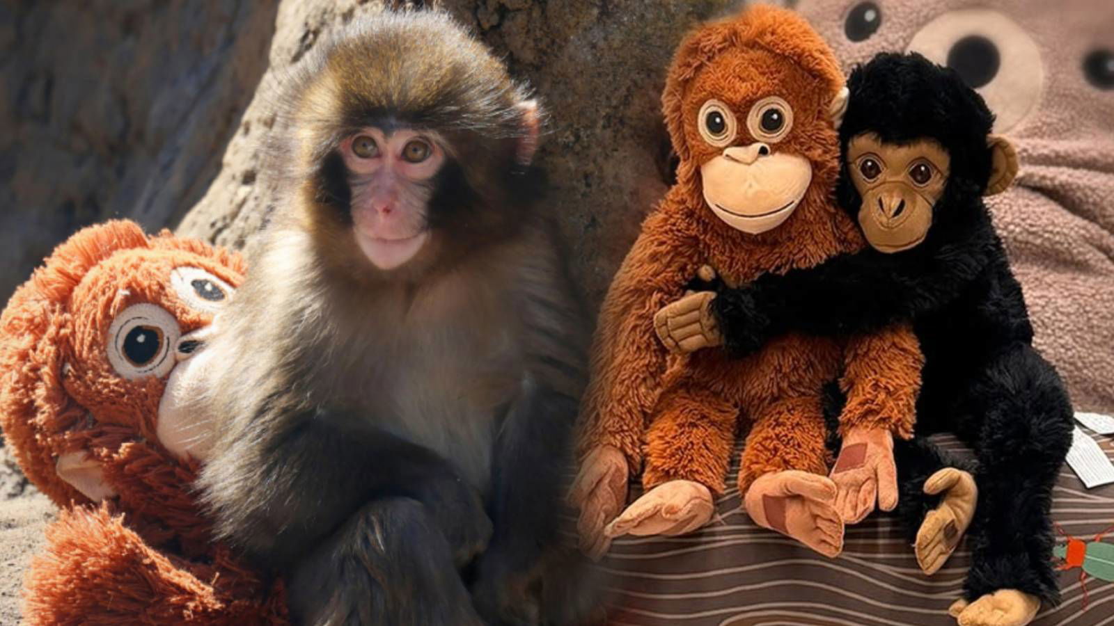 How Punch the baby macaque turned an IKEA stuffed toy into a global sensation