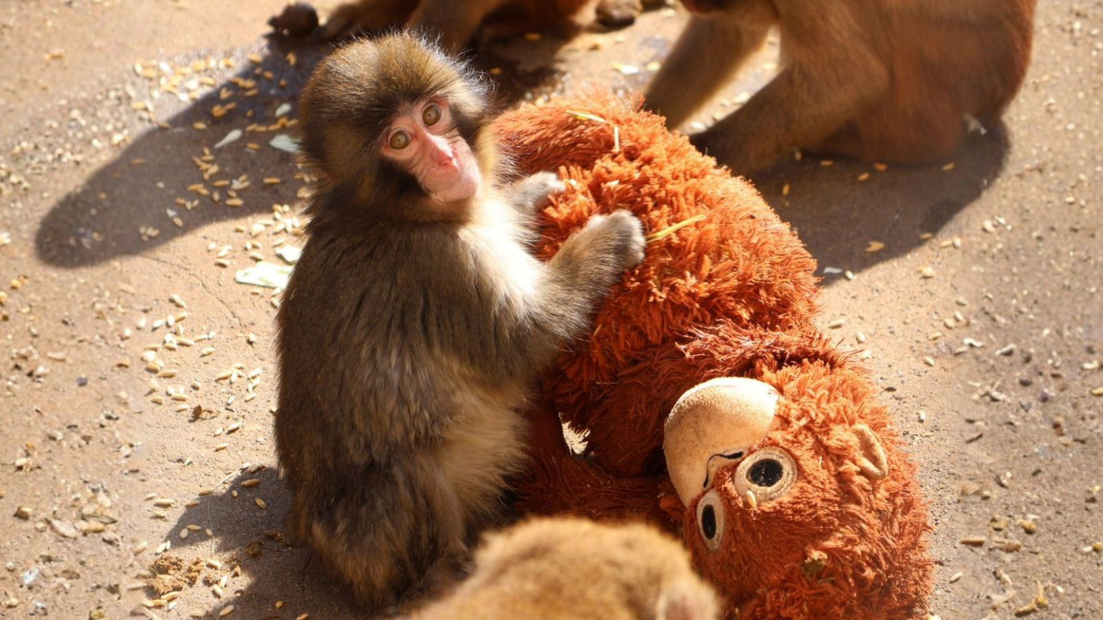 What made IKEA and Punch the monkey the perfect viral moment?